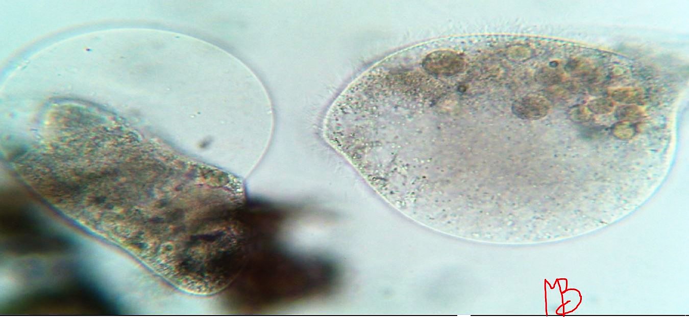 Ciliato da determinare